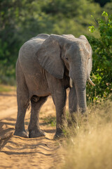 Fototapeta premium African elephant stands on track watching camera