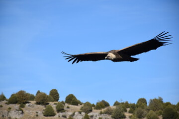Fototapeta na wymiar Great griffon vulture flying over blue sky