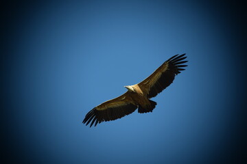 Great griffon vulture flying over blue sky