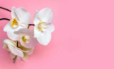 A branch of white orchids lies on a pink background
