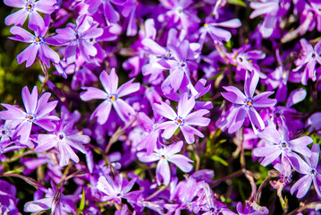 Fototapeta na wymiar Natural background of small purple flowers 