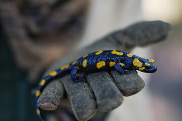 Fire salamander on a gloved hand with blurred background 