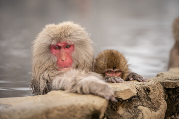 Snowmonkey baby with mother bathing in hot spring Japan
 