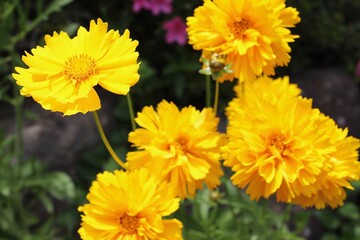 Yellow flowers