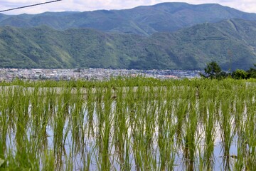 Obasute Rice Fields, Nagano, Japan