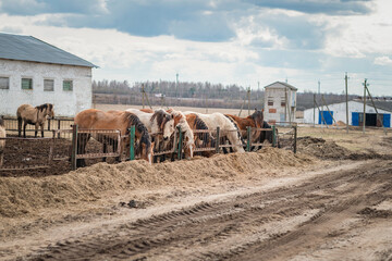 Beautiful thoroughbred horses on a farm on a sunny day.