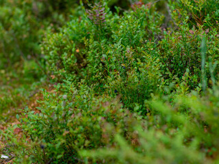 Healthy organic food - wild blueberries, Vaccinium Myrtillus, growing in forest. Photo of wild berries on a green background in the forest on summer day. Blueberries on a green bush. 