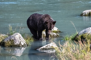A grizzly bear fishing salmon in the river in Alaska in fall
