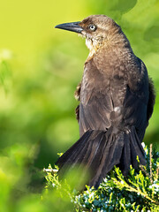 Female Boat-tailed Grackle in a Tree