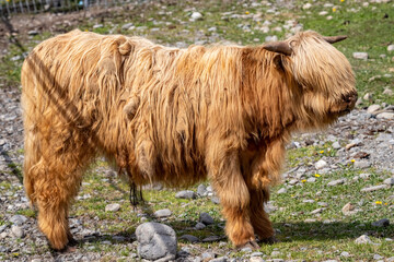 Fototapeta premium The Scottish Highland cow breed. Highland breed. Highland cattle.