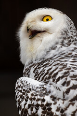 The white owl. Polar owl. White polar owl. Bubo scandiacus. Nyctea scandiaca.