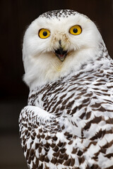 The white owl. Polar owl. White polar owl. Bubo scandiacus. Nyctea scandiaca.