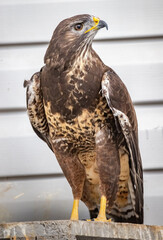 An ordinary buzzard. Buzzard. Buteo buteo.