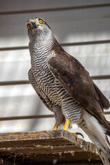 The goshawk. A big hawk. Accipiter gentilis.