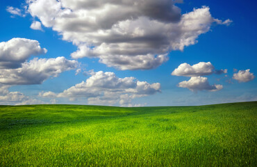 Fototapeta na wymiar Green field and blue cloudy sky. Composition of nature.