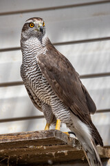 The goshawk. A big hawk. Accipiter gentilis.