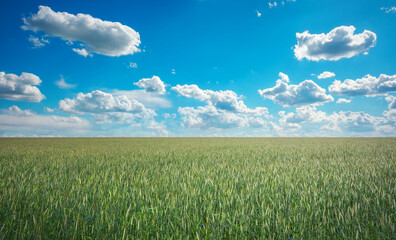 Obraz premium Beautiful landscape with field of rye and blue sky with clouds.