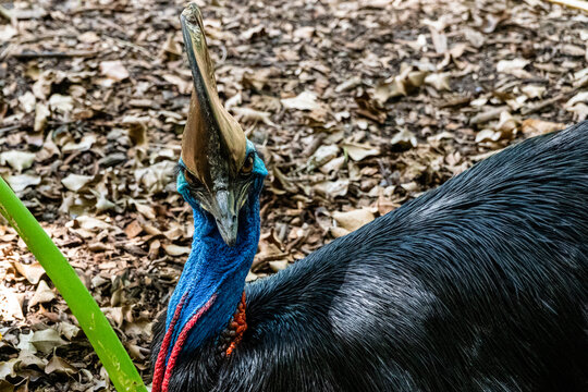 rare cassowary looking straight to camera