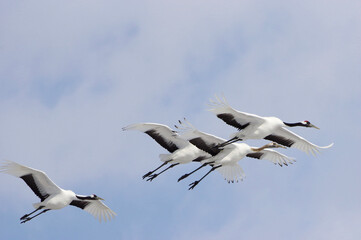 Red-crowned Cranes in flight, Hokkaido in Japan