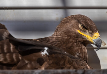 An ordinary buzzard. Buzzard. Buteo buteo.