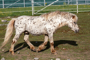 Shetland pony. A white pony. A cute little horse.