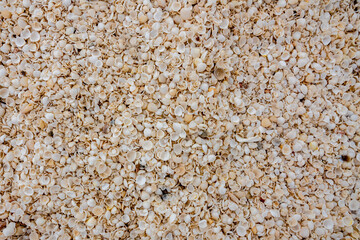 Fototapeta na wymiar lots of white shells as structure 