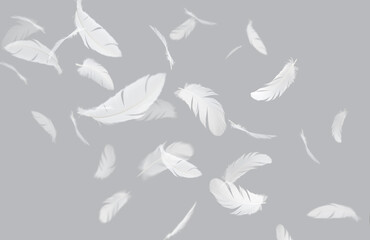 Abstract Group of White Bird Feathers Floating on Gray Background.