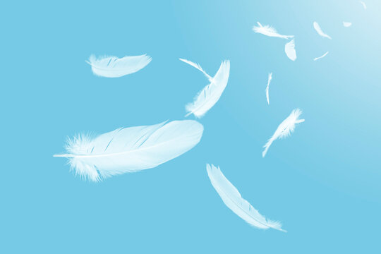 Abstract White Bird Feathers Floating in The Sky.