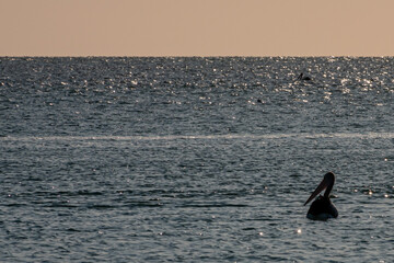 silhouette of pelican on ocean