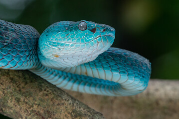 Close up shot of female blue white lipped Island pit viper snake Trimeresurus insularis on a branch with bokeh background 