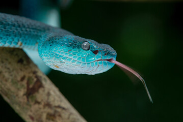 Close up shot of female blue viper, blue white lipped Island pit viper snake Trimeresurus insularis on a branch with bokeh background 
