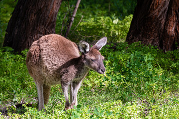 tired kangaroo standing in front of green plants