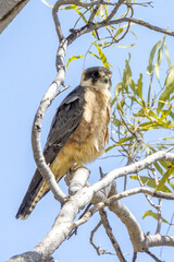 Australian Hobby in South Australia