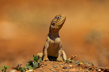 Central Netted Dragon in South Australia © Imogen