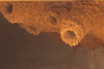 Fairy Martin nests in South Australia