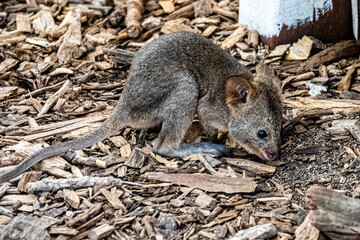 baby quokka on wooden ground