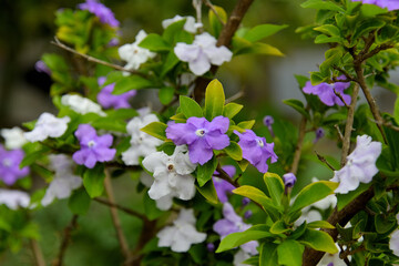 Obraz na płótnie Canvas 花弁の色が紫から白に変化するニオイバンマツリ