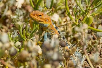 Painted Dragon in South Australia