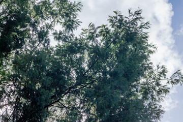 aromos con fondos de nubes 