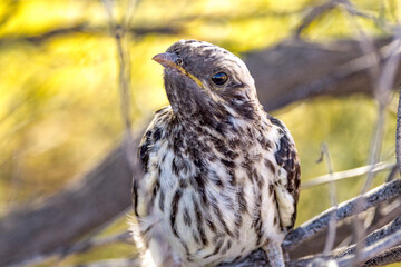 Pallid Cuckoo Chick in South Australia