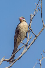 Spiny-cheeked Honeyeater in South Australia