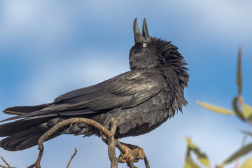 Torresian Crow in South Australia