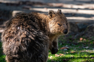 tired quokka relaxing on ground 