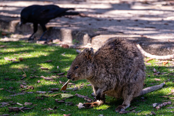 cute quokka eating leaf on Rottnest island