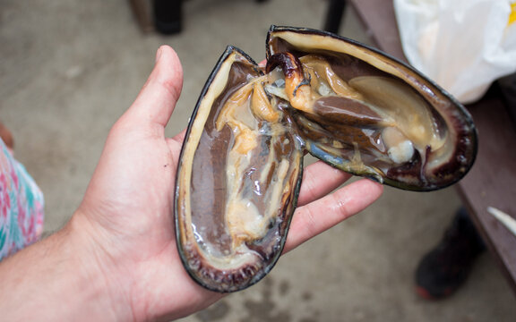 choro malton negro (Choromytilus chorus)de gran tama&ntilde;o sobre mano