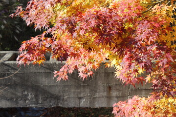 Fall leaf viewing in Japan