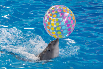 Dolphin with a ball swims in the pool.