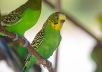Wavy parrots in the park.