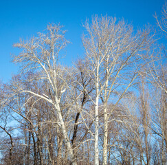 Bare trees against the blue sky as a backdrop.