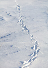 Fototapeta na wymiar Animal footprints in the snow in winter as a background.